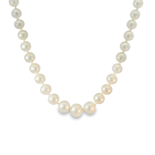 Row of Graduated 3-7.5mm cultured Pearls with 9ct Yellow Gold Clasp